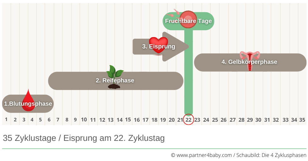 Der weibliche Zyklus - Fruchtbare Tage