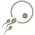 Einnistungsblutung - Befruchtung Eizelle