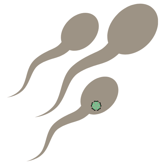 Samenzellen - Kryokonservierung Einfrieren von Samen und Eizellen