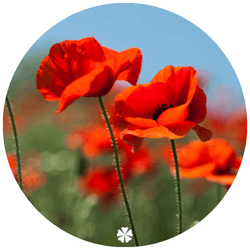 Mohn in der Schwangerschaft - Mohnblume