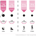 Average 33 years fertility 400 ovulations - Partner4Baby