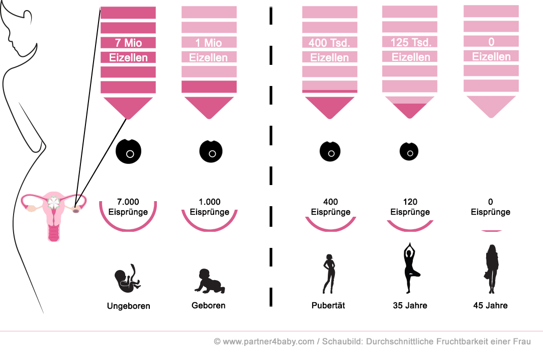 Schaubild: Fruchtbarkeit einer Frau - Partner4Baby