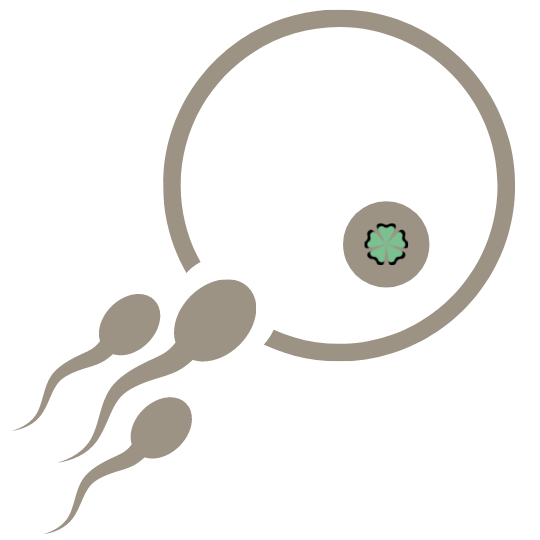 Step 5: Fertility - 9 steps to artificial insemination through sperm donation
