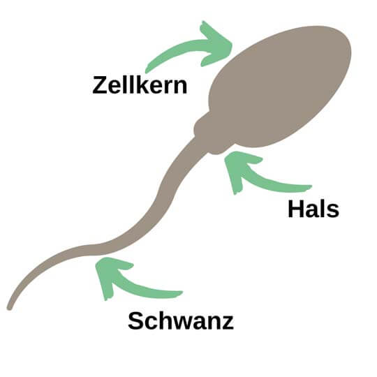 Schaubild Sperma - Wie lange leben Spermien?