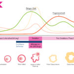 Zervixschleim - Menstruationszyklus